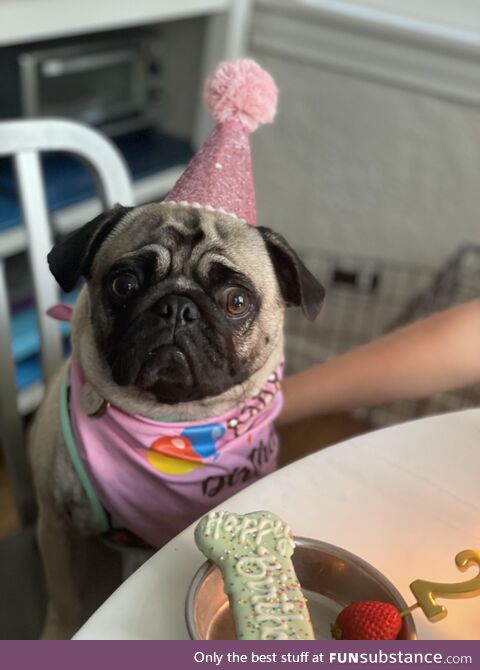 [OC] it’s my birthday and I’m about to have cake… or a dog version of it