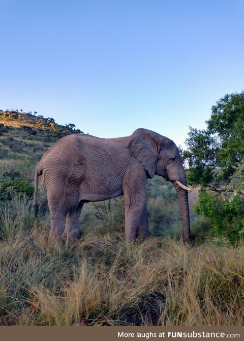 [OC] Old Bull Elephant at Dawn. Taken during a morning drive at Pilanesburg National Park