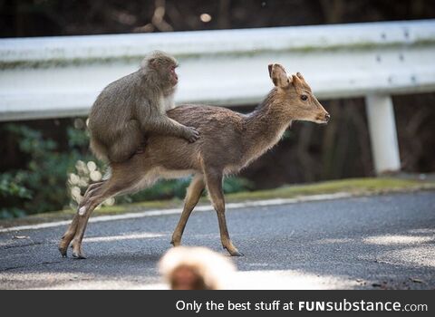 Monkey in Japan catching a ride with a deer