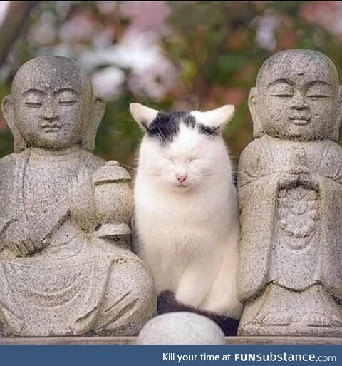 Monk Meow and his disciples