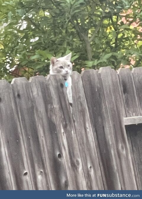 I’ve nicknamed my neighbors cat “Wilson”