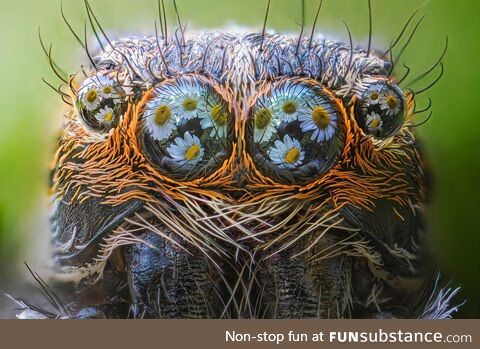 Stunning macro photo of Daisies reflecting off a Jumping spiders eyes Credit: Alberto
