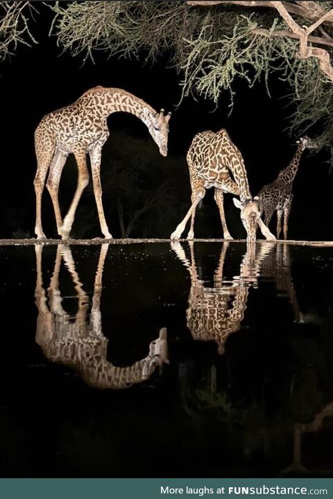 Giraffes at night