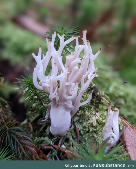 An interesting mushroom I found