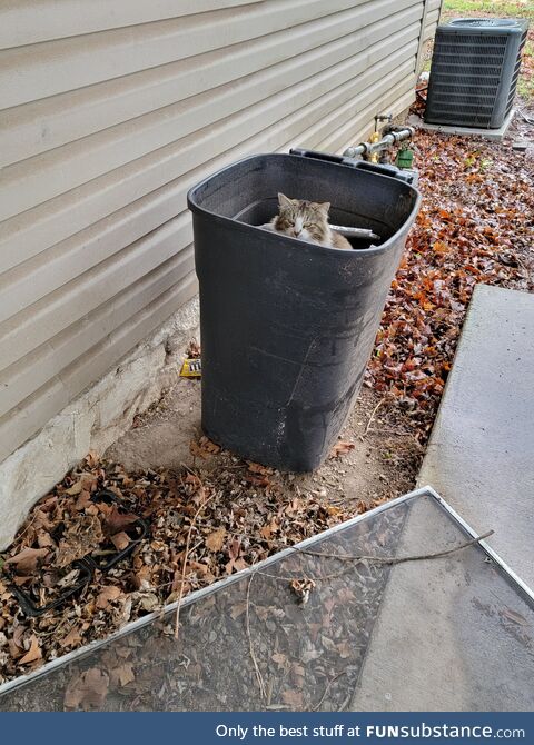 Someone threw away a perfectly good cat