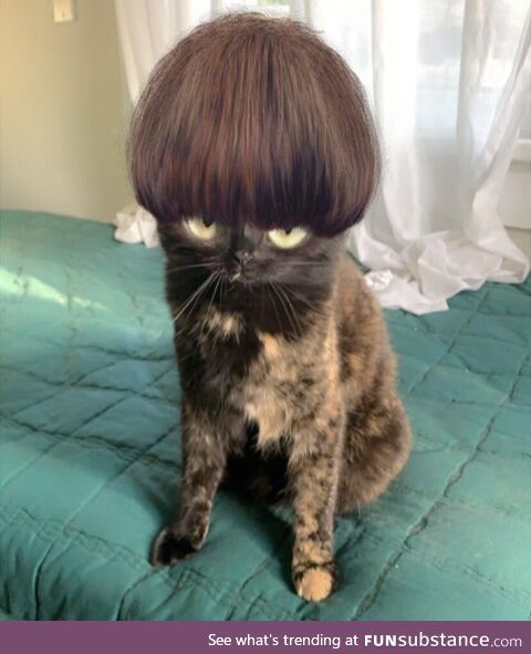 Here’s a picture of my cat with a hair filter