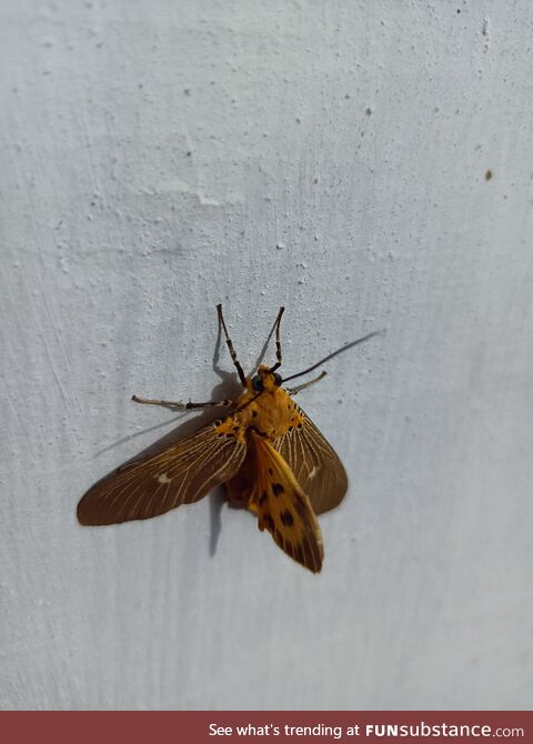 This moth has a mutation that gave it 3 wings