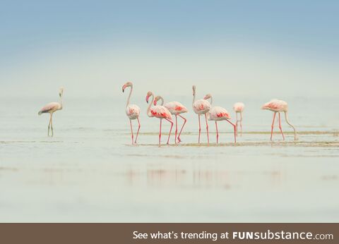 I took a picture of flamingos at a backwater near Thiruvallur, Tamil Nadu, India