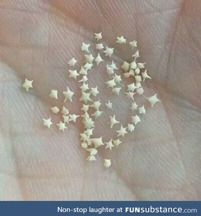 The sand of Okinawa (Japan) contains thousands of small "stars"