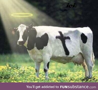 Every time I say holy cow or I hear someone say holy cow this is what I imagine