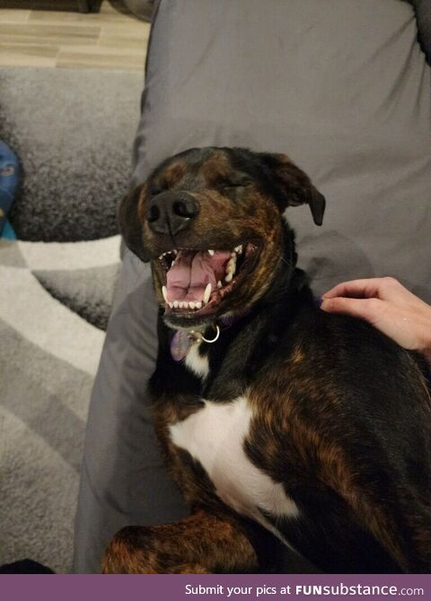 My pup looks like she just heard the best joke