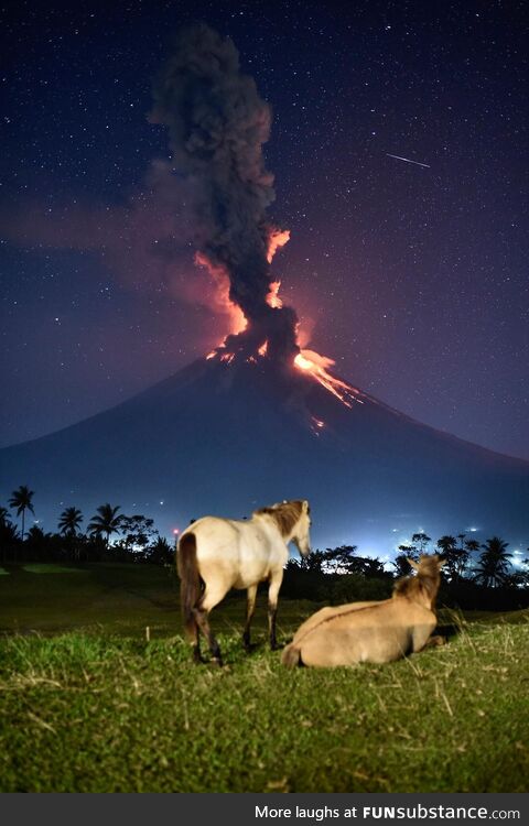 Horses watching the Mayon Valcano erupt