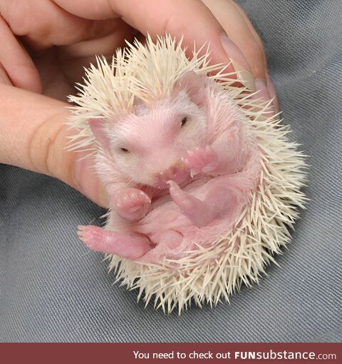 This is how baby hedgehogs look like