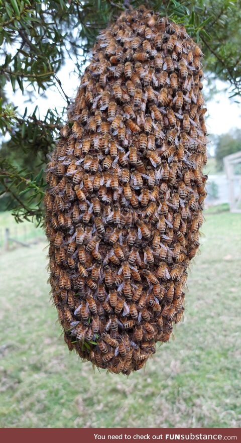 My bees decided to move out of their hive and congregate on a nearby tree