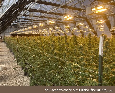 This is what a legal, indoor marijuana farm looks like in the midwest