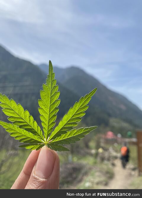 Kasol , Himachal Pradesh . The land of Cannabis and Shiva