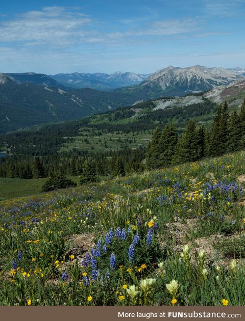 Wildflowers blooming in Colorado