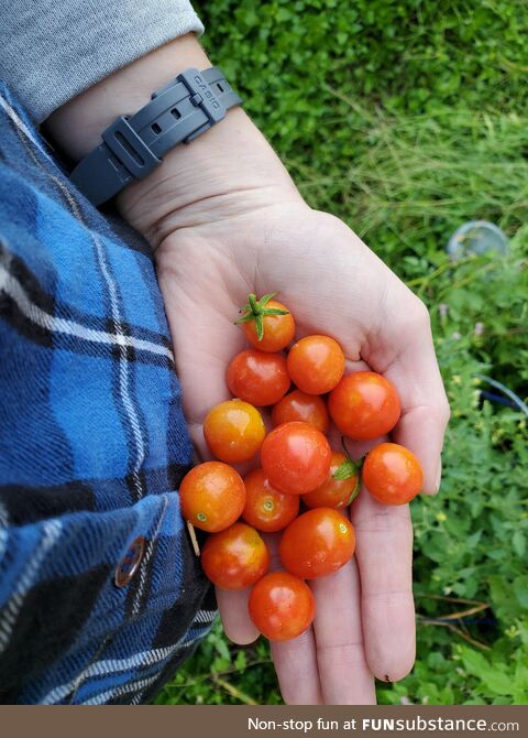 My compost box tomato plant put out a bunch of tiny tomatoes. Im so proud