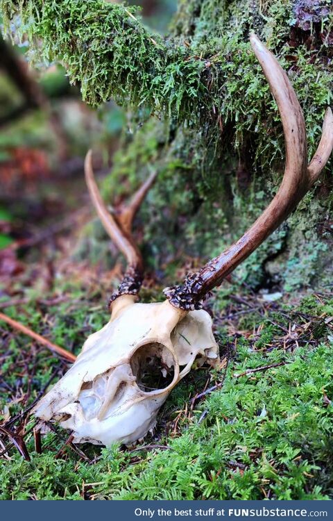 Deer skull I found while mushroom picking
