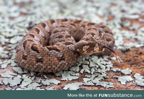 Many-Horned Adder (Bitis cornuta), dangerously venomous