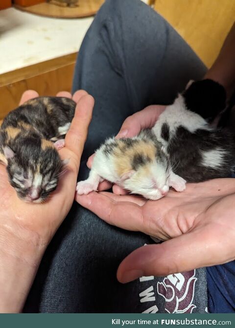 Kittens, 2 days old
