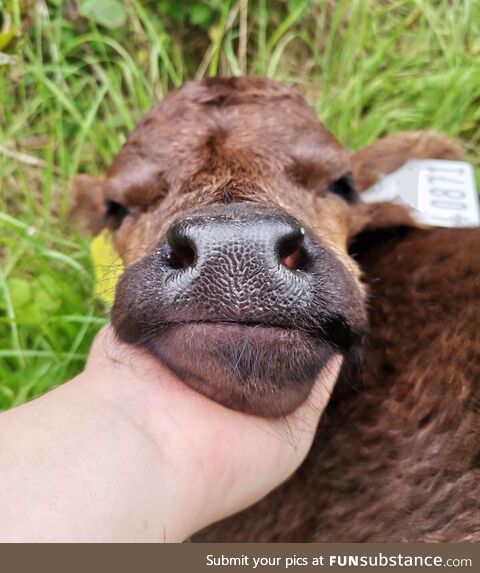 [OC] I think that this bull calf is super cute!