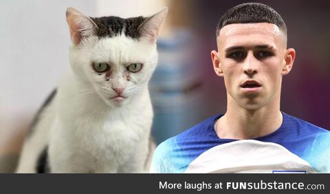 Phil Foden as a cat. Love it!