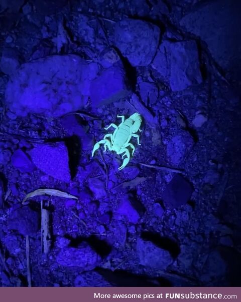 My husband finding scorpions under black light in the Sonoran Desert