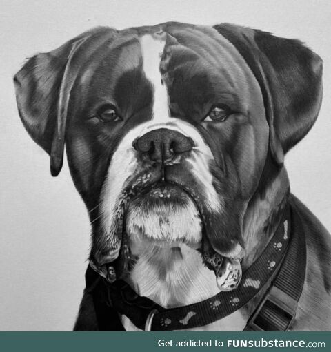 Pencil handmade portrait of a boxer dog for my client