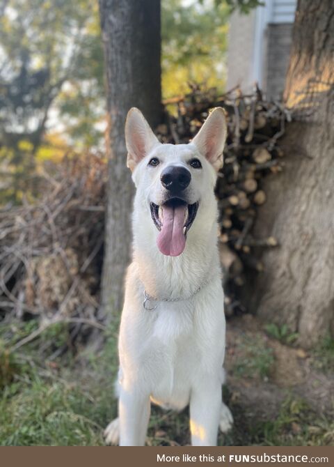 [OC] My 11-month old German shepherd