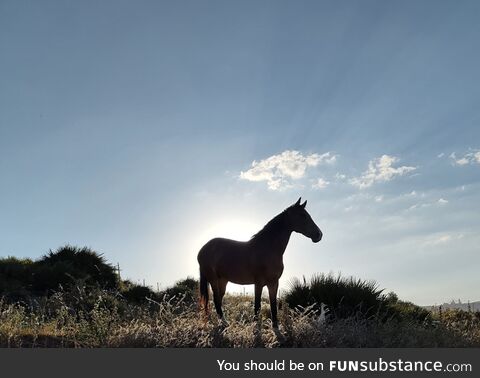 Magnificient horse photo taken in Morocco