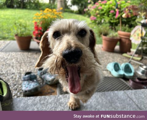 Took a picture of my dachshund while he was yawning and…