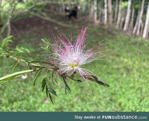 [OC] These interesting flowers on a tree in my new backyard