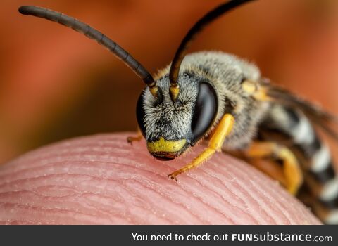 Sweat Bee on my Finger