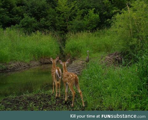Fawns and great blue heron meet