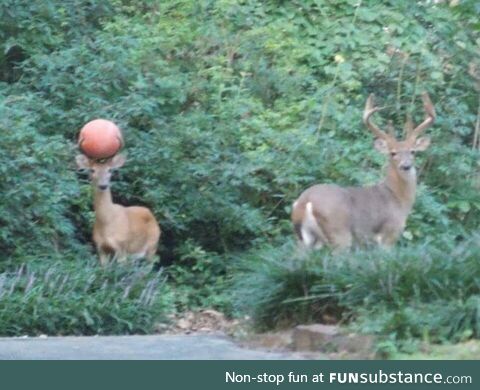 A local deer has a basketball stuck in his antlers