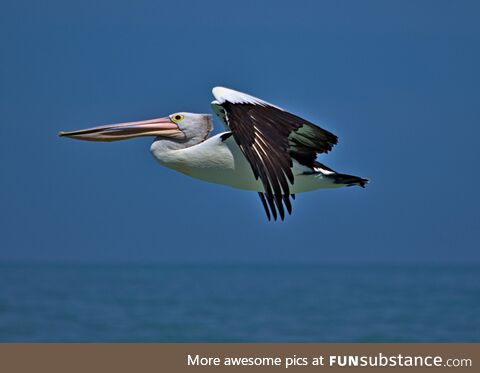 Pelican - australia