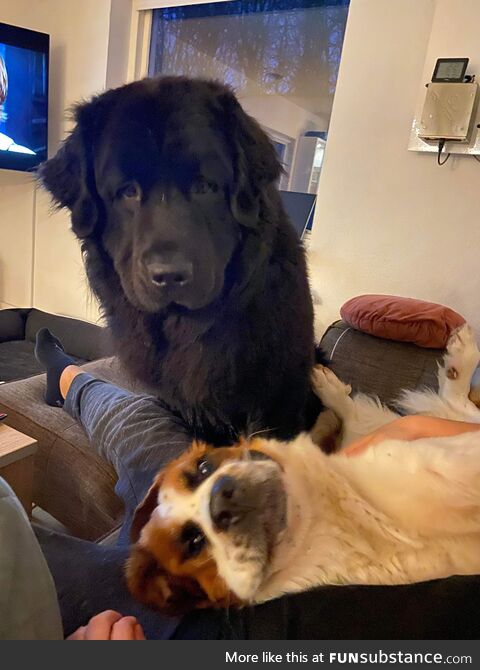 My two dogs have a very different approach to get attention