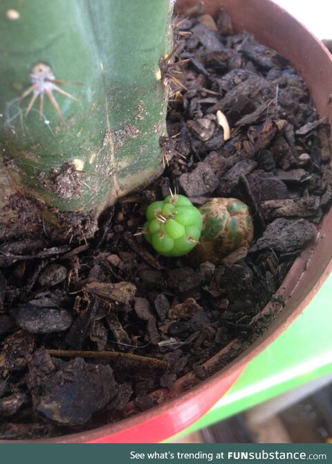 Grafted a Peyote cactus to what I think is a barbed wire cactus and they seem to have