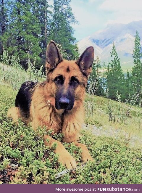 My GSD in the Shuswap, BC. (OC)