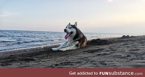 [OC] Husky at the beach