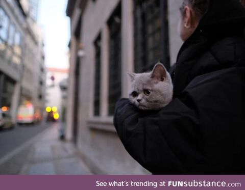 Facial expression of a cat being evacuated because of a WWII bomb