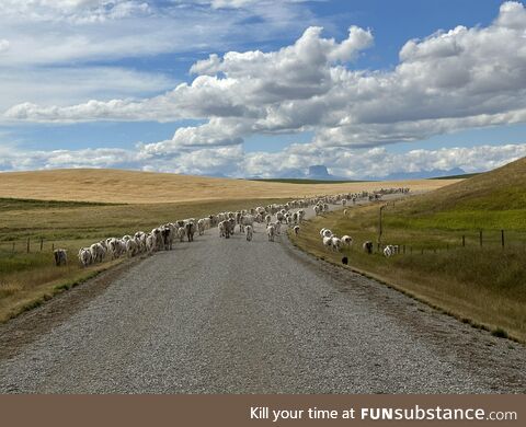 My dog Hendrix, a herd of cows and their calves and the Alberta sky