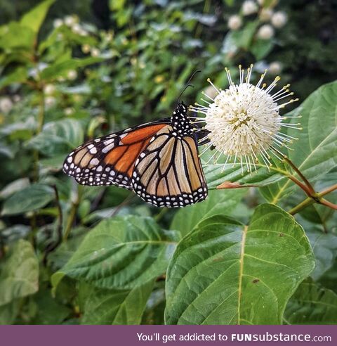 (OC) a monarch butterfly on a buttonbush