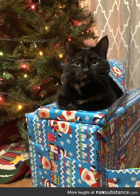 I Wonder What That Cat-Shaped Gift Could Be
