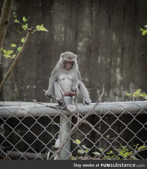 Sad Keanu but its a monkey