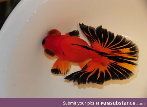 Fishy Fun #67: Butterfly Telescope Goldfish