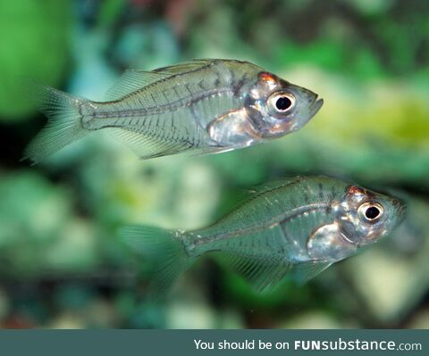 Fishy Fun #68: Indian Glassy Fish