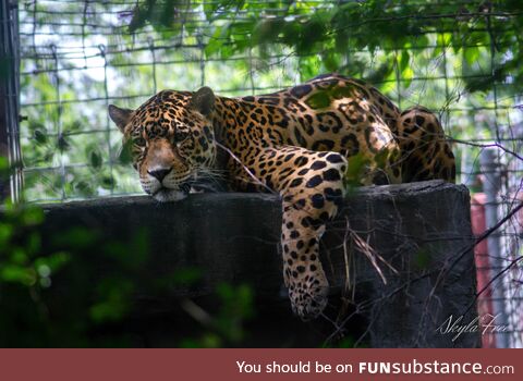 Jaguar lounging at a zoo