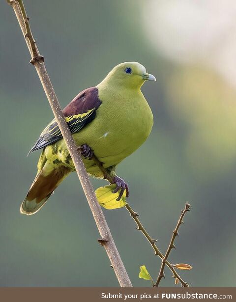 I saw this Pompadour Green Pigeon in Goa, India